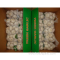 Normal white garlic packed in 500g bag